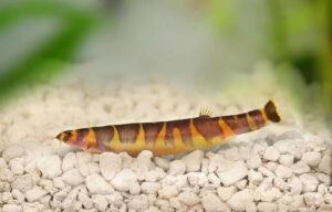 Khulii Loach