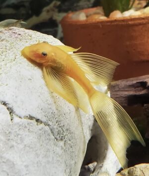 L144 Longfin Blue Eye Pleco