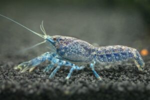 Blue Brazos Dwarf Crayfish