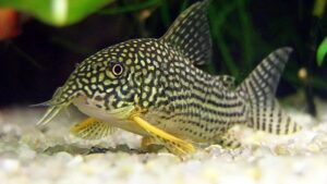 (5) Sterbai Corydora