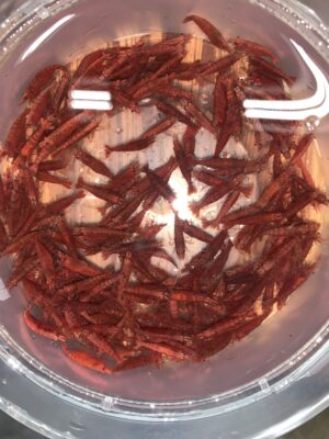 (10) Fire Red
