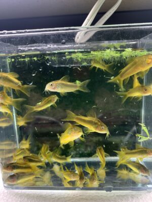 (5) Gold Laser Corydoras