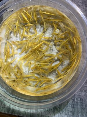 (10) Yellow Goldenbacks