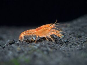 Orange Dwarf Crayfish