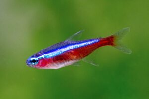 (5) Cardinal Tetras