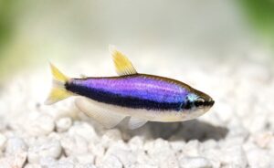 Purple/Blue Kerri Tetra (High Quality)